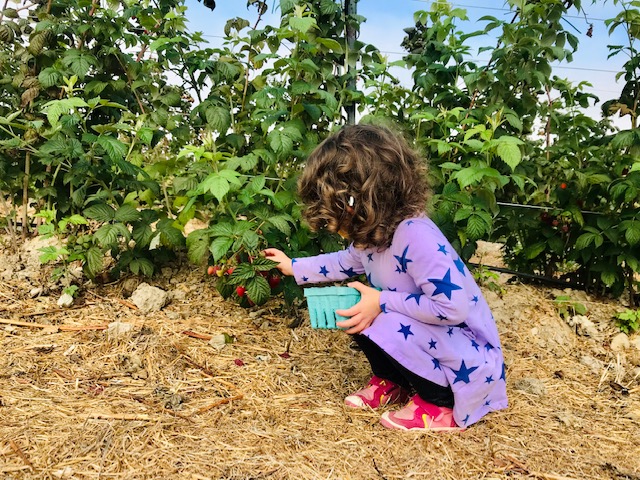 toddler picking raspberries