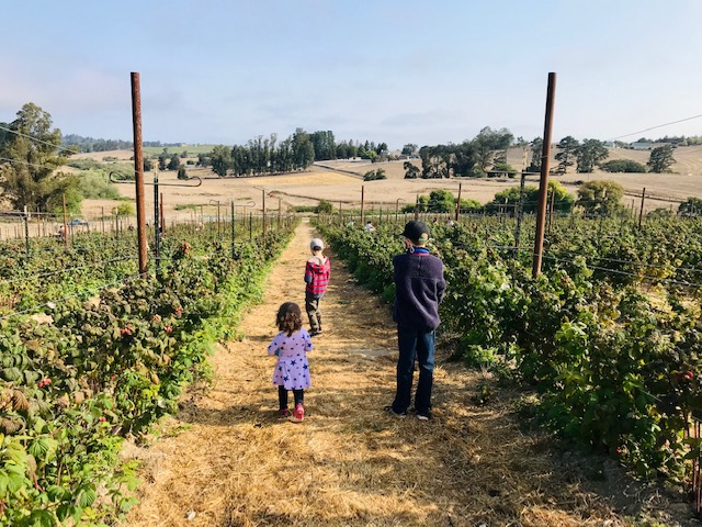 children in raspberry bush field