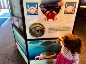 toddler looking at aqurium