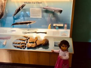 toddler looking at whale skeleton