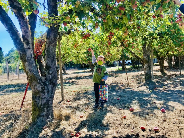 boy picking apple off tree
