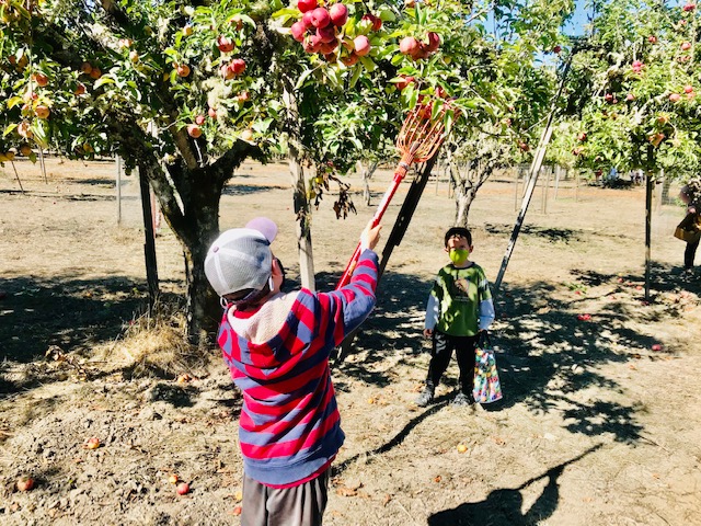 boy picking apples from trees