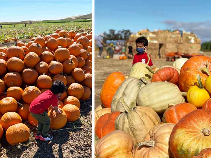 Three Nunns Pumpkin Patch Has Tractors, U-Pick & Massive Corn Mazes for Acres of Fun 5 Three Nunns