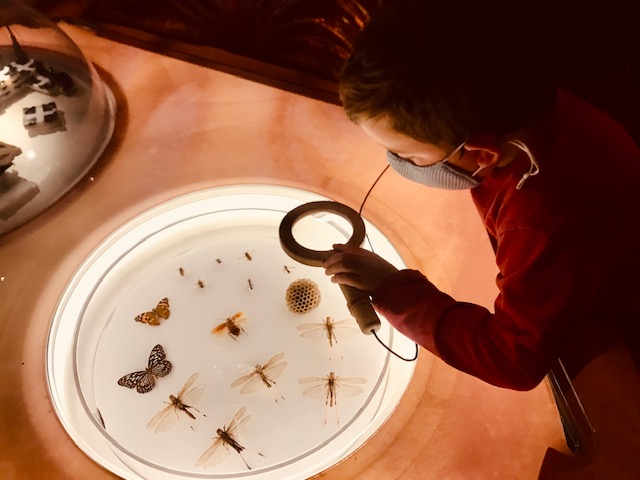 Cal Academy of Sciences Is for Kids of All Ages 2 boy looking at bugs with magnifying glass