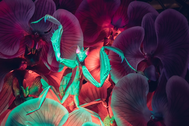 Cal Academy of Sciences Is for Kids of All Ages 11 orchid mantis