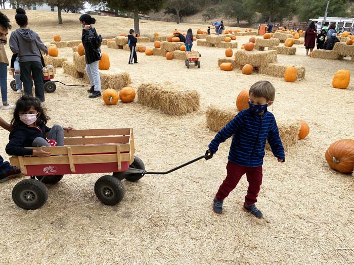 Classic Pumpkin Patch in Castro Valley is Open