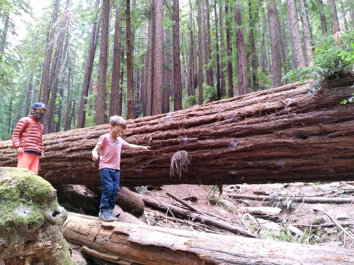 Kid playing among redwood trees