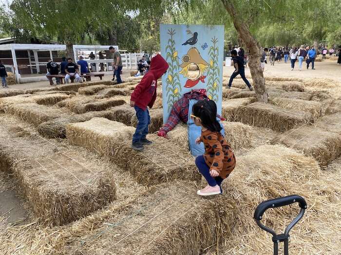 Smith Family Farm: Pumpkin Harvest and U-Pick 8 kids hay bales