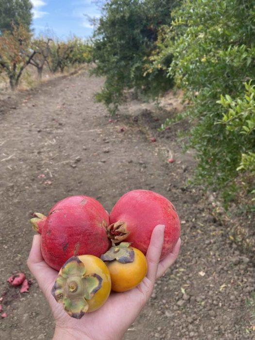 Smith Family Farm: Pumpkin Harvest and U-Pick 11 picked pomegranates