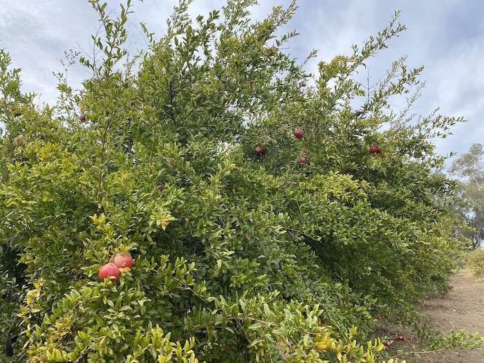 pomegranate trees