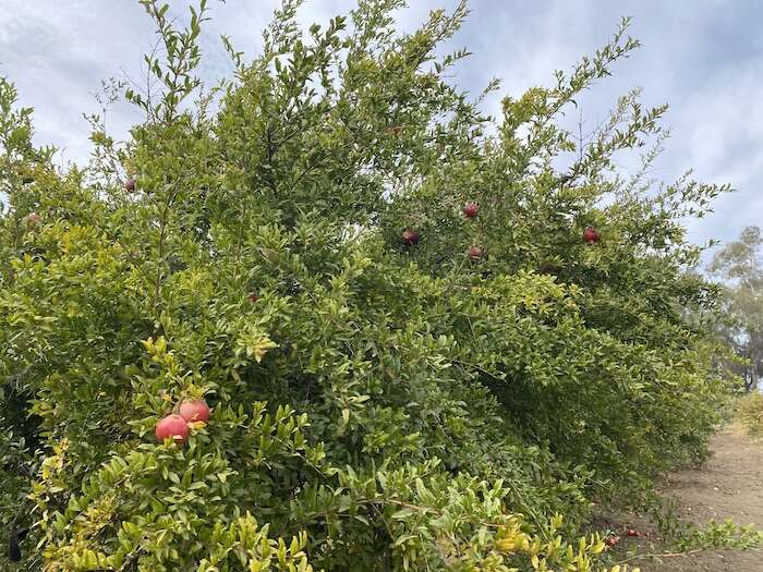 Smith Family Farm: Pumpkin Harvest and U-Pick 10 pomegranate trees