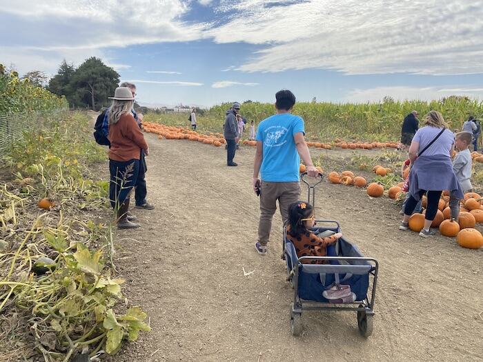 Smith Family Farm: Pumpkin Harvest and U-Pick 4 pumpkin patch