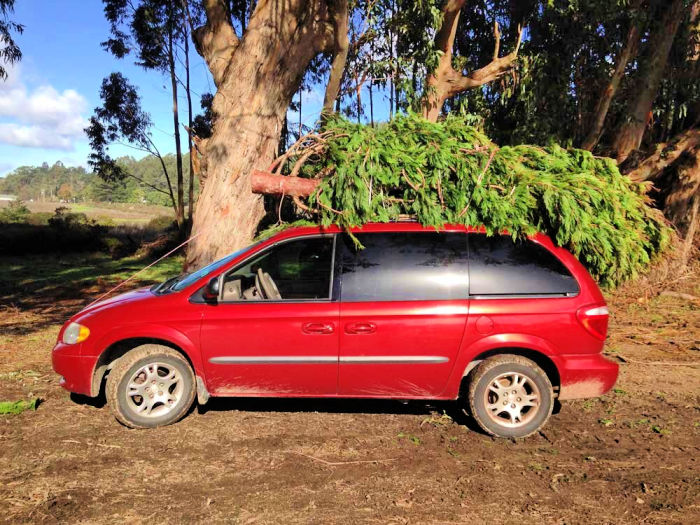 tree on car at farm