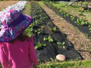 West Oakland Farm Park Veg