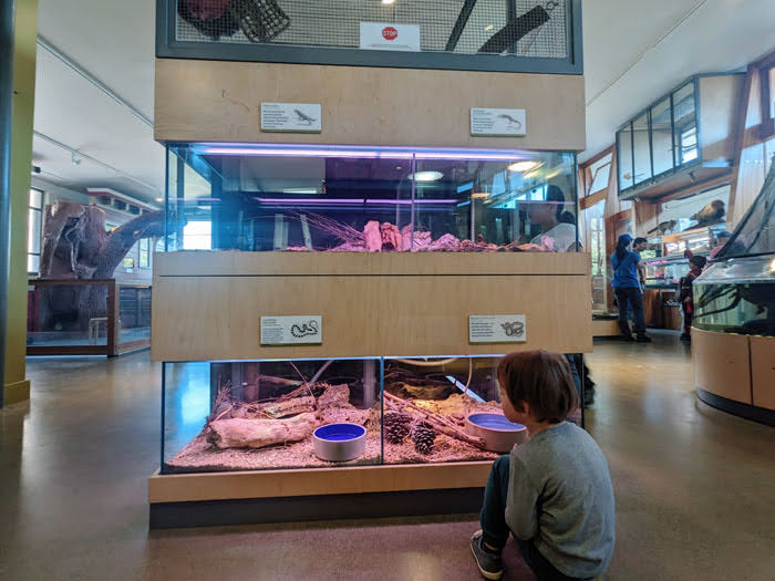 Randall Museum The Live Animal Exhibit