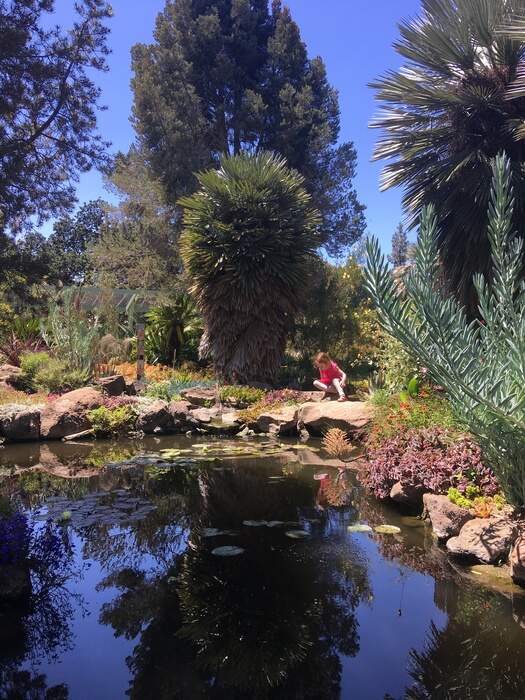 Koi Pond at Ruth Bancroft Garden