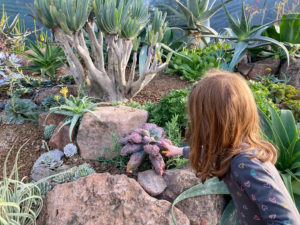 Rock Garden at Ruth Bancroft Garden