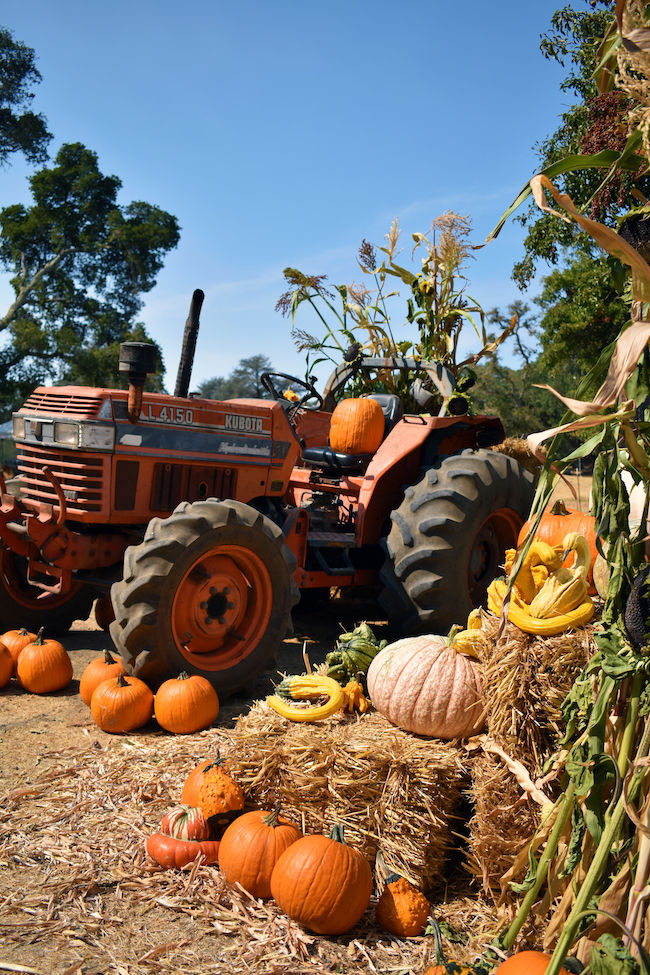 tractor pumpkins