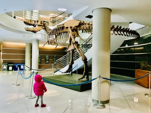 toddler looking at T.rex