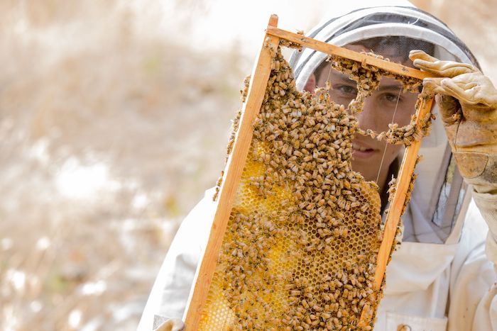 9 Places to Celebrate Earth Day With Kids 8 Jake from Carmel Honey and bees on a wire frame