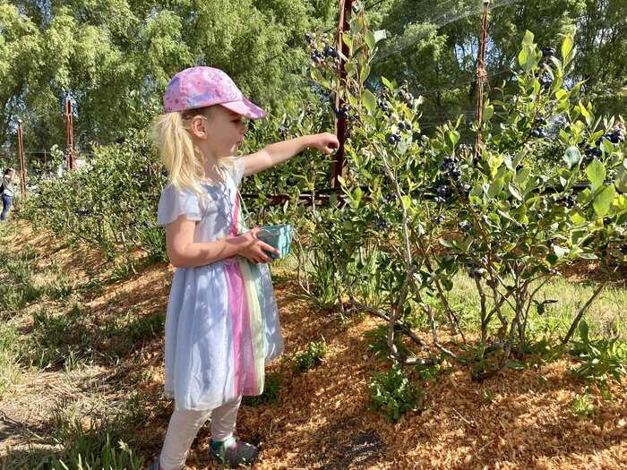 child picking blueberries