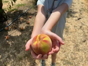 child holding peach