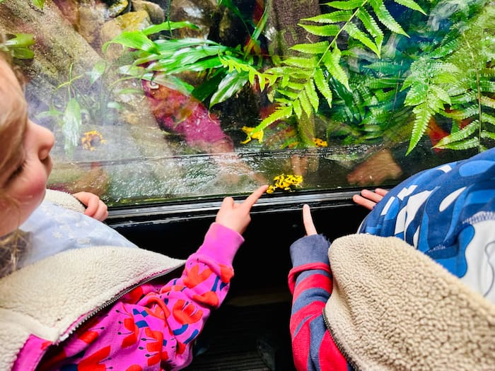 two kids pointing at a yellow tree frog