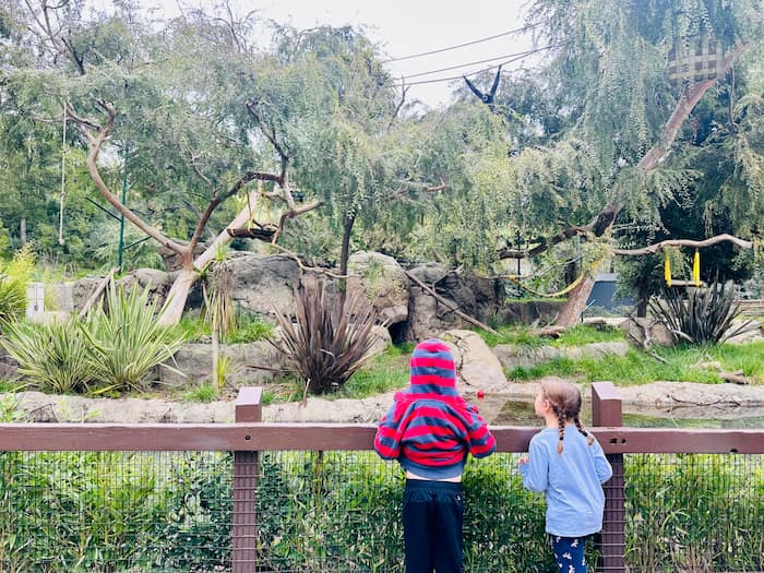 two children watching a gibbon swing on trees