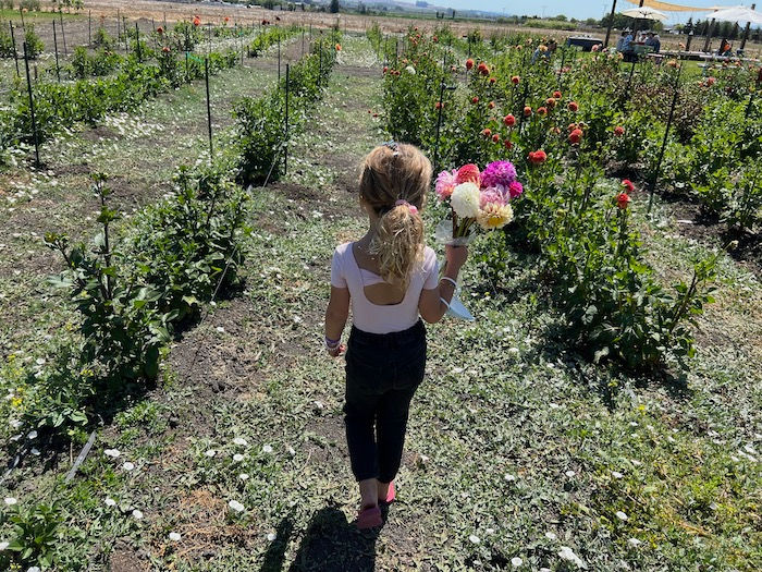Frolic at Happy Dahlia Farm Through October 2 girl with bouquet in flower fields