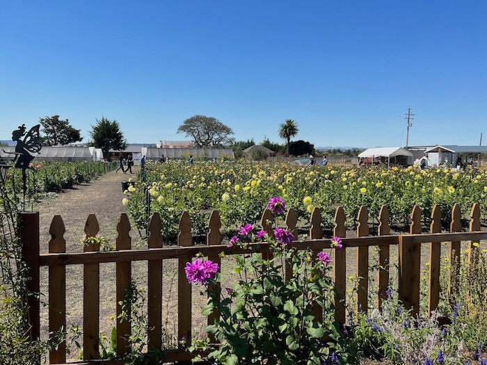 Frolic at Happy Dahlia Farm Through October 5 flower fields