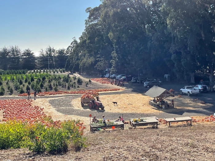view of the whole RSV pumpkin farm and fest