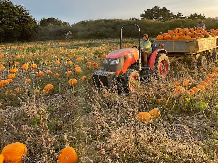 pumpkins in the farm fields and tractor