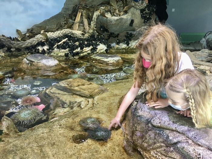 Play Tourist at San Francisco's Aquarium of the Bay & Pier 39 7 Touchpool at aquarium of the bay