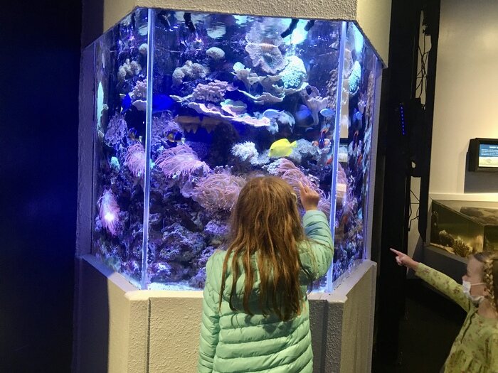Play Tourist at San Francisco's Aquarium of the Bay & Pier 39 3 Spotting colorful fish at aquarium