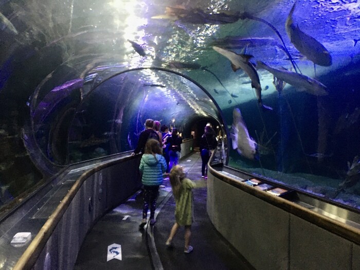 Aquarium of the Bay shark tunnel