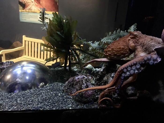 Play Tourist at San Francisco's Aquarium of the Bay & Pier 39 14 Octopus display at aquarium