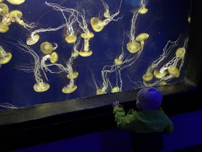 Play Tourist at San Francisco's Aquarium of the Bay & Pier 39 4 Jellyfish at aquarium of the bay