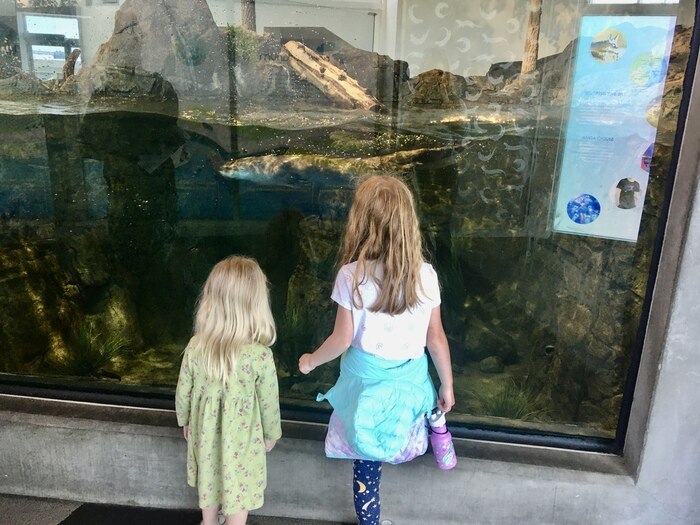 River otter at Aquarium of the Bay