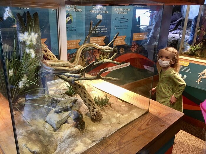 Play Tourist at San Francisco's Aquarium of the Bay & Pier 39 8 Child views snake exhibiti