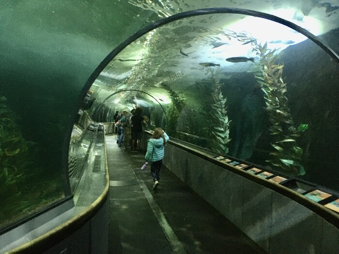 Play Tourist at San Francisco's Aquarium of the Bay & Pier 39 1 Tunnel in aquarium