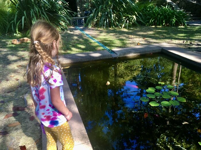 Child looking at fish in koi pond at Blake Garden