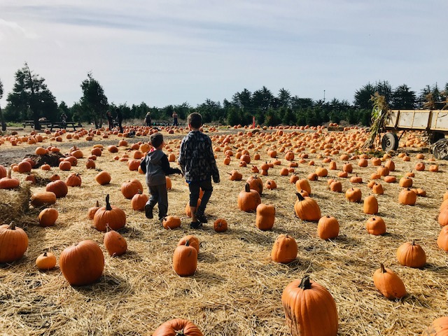 boys walking in pumpkin patch