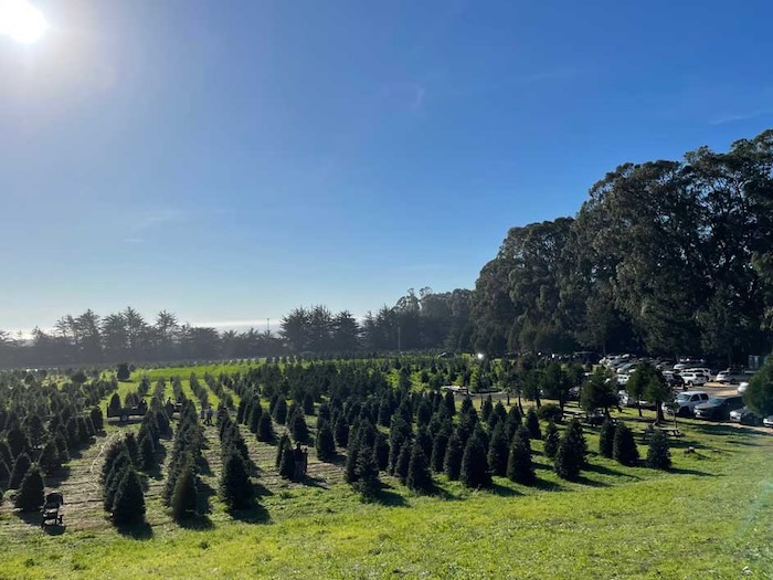 expanse of Christmas trees growing by the ocean