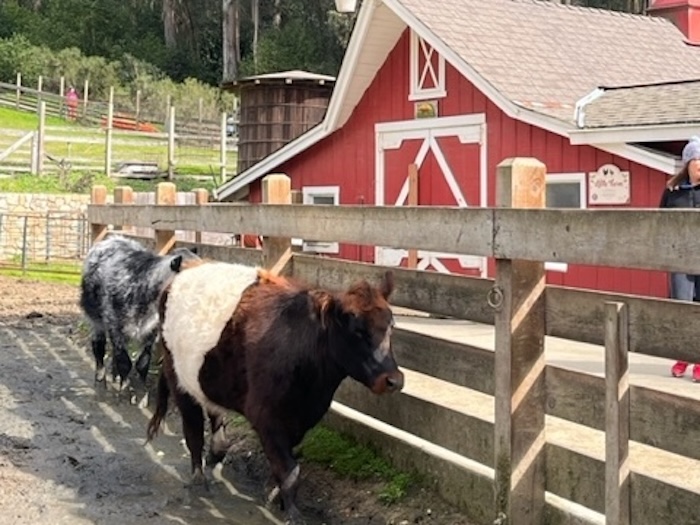 Cows at Tilden Little Farm
