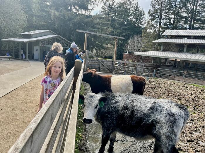 Visiting cows at Tilden Little Farm