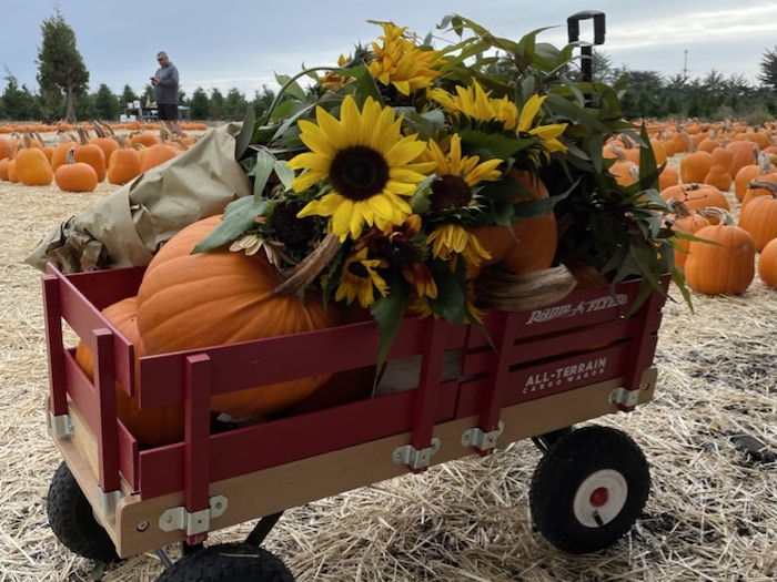 wagon full of pumpkins and sunflowers on the farm