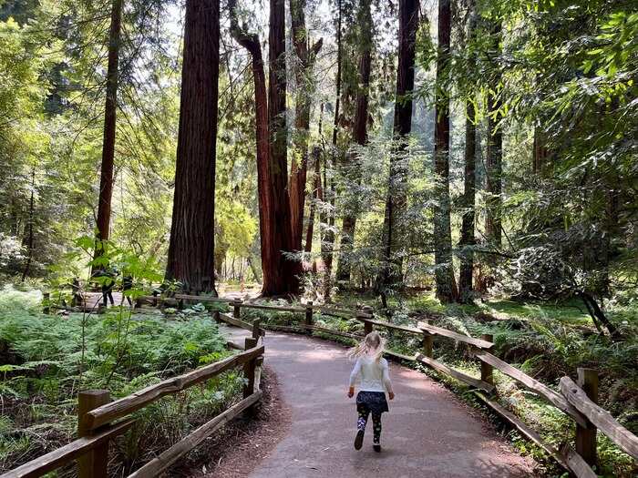 Child walking through redwood forest trail