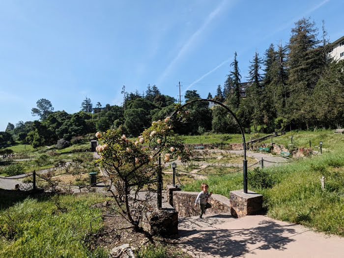 Morcom Rose Garden in Oakland