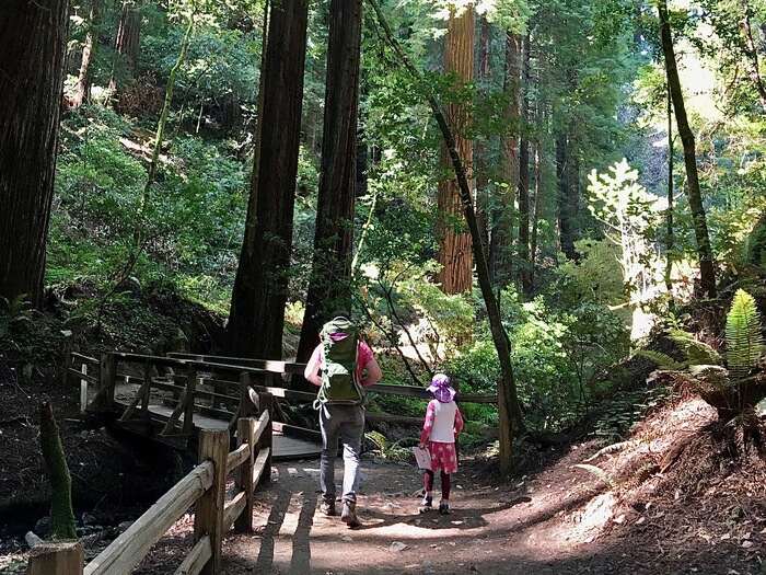 Child and parent hiking in redwoods