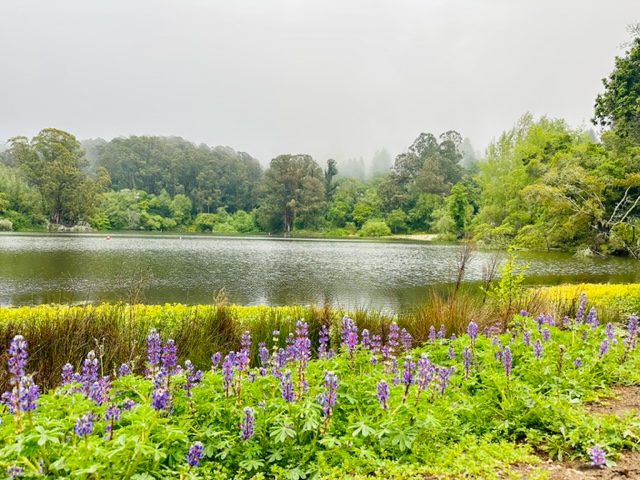 lake with flowers in foreground